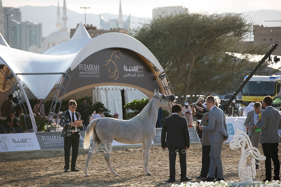 بطولة الفجيرة لجمال الخيل العربية ٢٠٢٠