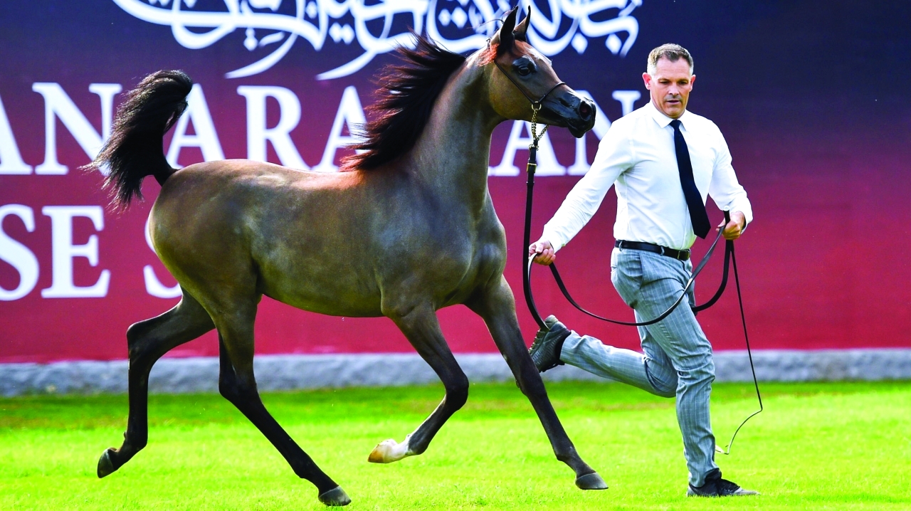 بطولة عجمان 2021 لجمال الخيل العربية الأصيلة