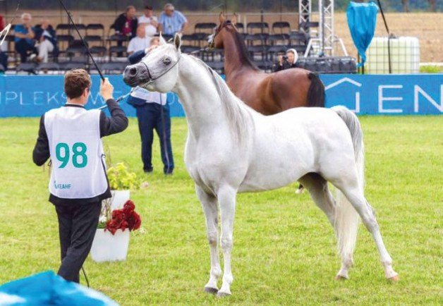 بطولة الخالدية الأوربية 2021 لجمال الخيل العربية الأصيلة