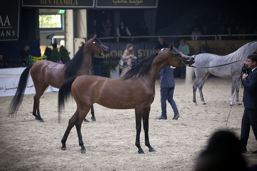 بطولة كأس كل الأمم 2021 لجمال الخيل العربية الأصيلة