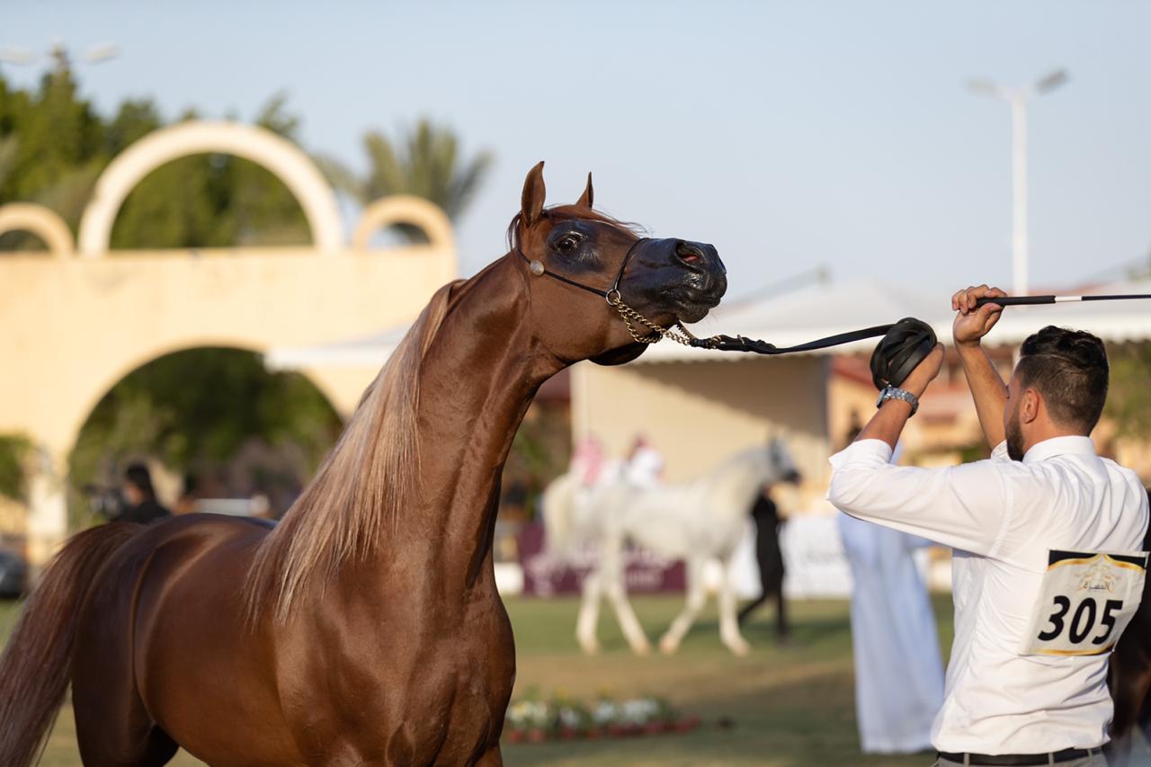 بطولة الإنتاج المحلي 2021 لجمال الخيل العربية الأصيلة بالطائف