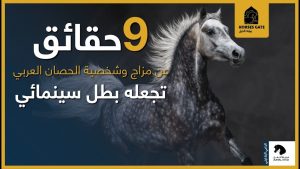 9 حقائق عن مزاج وشخصية الحصان العربي تجعله بطل سينيمائي