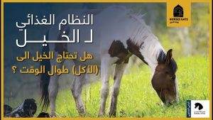 النظام الغذائي لـ #الخيل : هل تحتاج الخيل الي (الأكل) طوال الوقت ؟