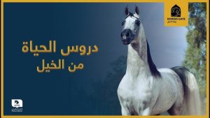 دروس الحياة من الخيل [2023]