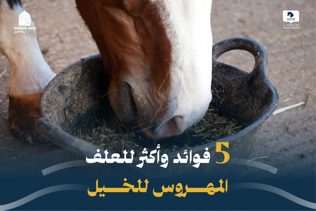 5 فوائد وأكثر للعلف المهروس للخيل