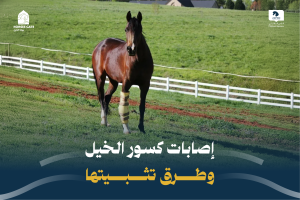 إصابات كسور الخيل وطرق تثبيتها