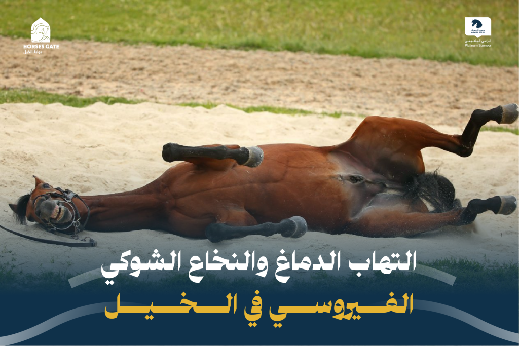 التهاب الدماغ والنخاع الشوكي الفيروسي في الخيل الأعراض والعلاج 2024