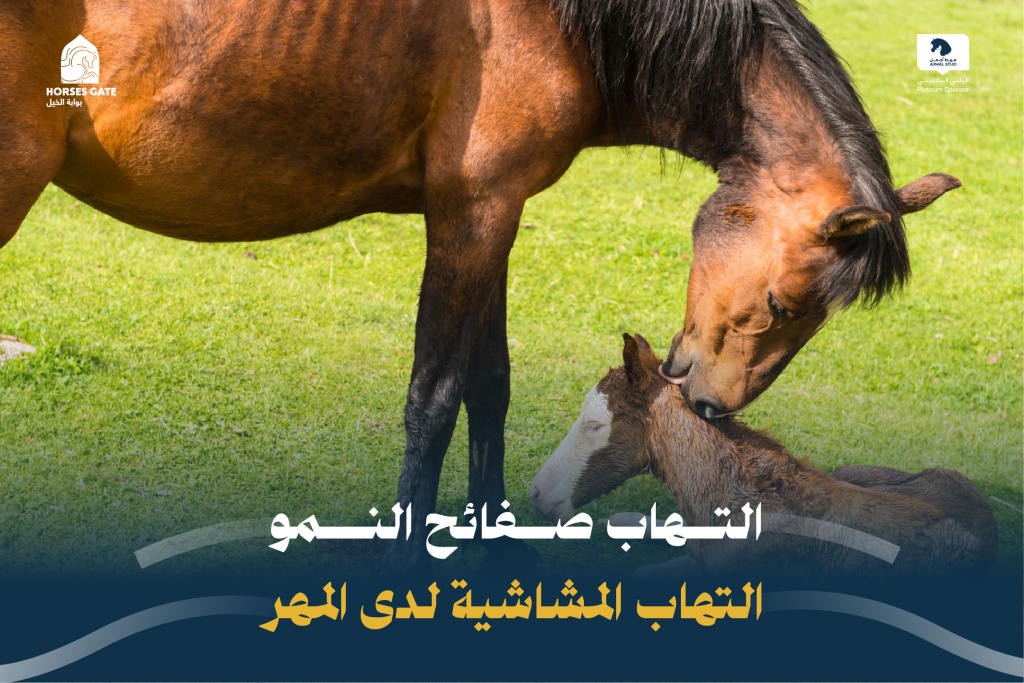 التهاب صفائح النمو / التهاب المشاشية لدى المهر 2024