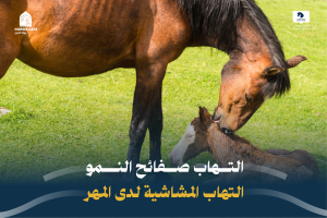 التهاب صفائح النمو / التهاب المشاشية لدى المهر 2024