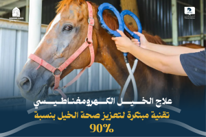 علاج الخيل الكهرومغناطيسي تقنية مبتكرة لتعزيز صحة الخيل بنسبة 90%