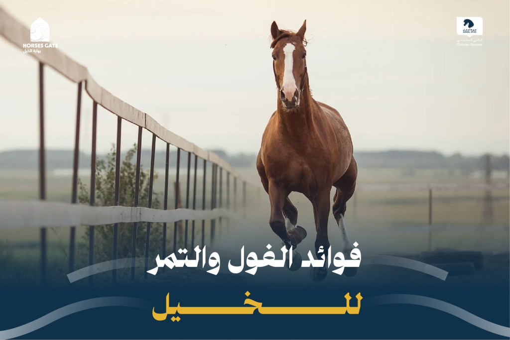 فوائد الفول والتمر للخيل 2024