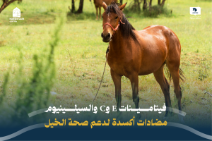 فيتامينات E وC والسيلينيوم: 3 مضادات أكسدة لدعم صحة الخيل