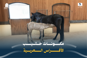 مكونات حليب الأفراس العربية