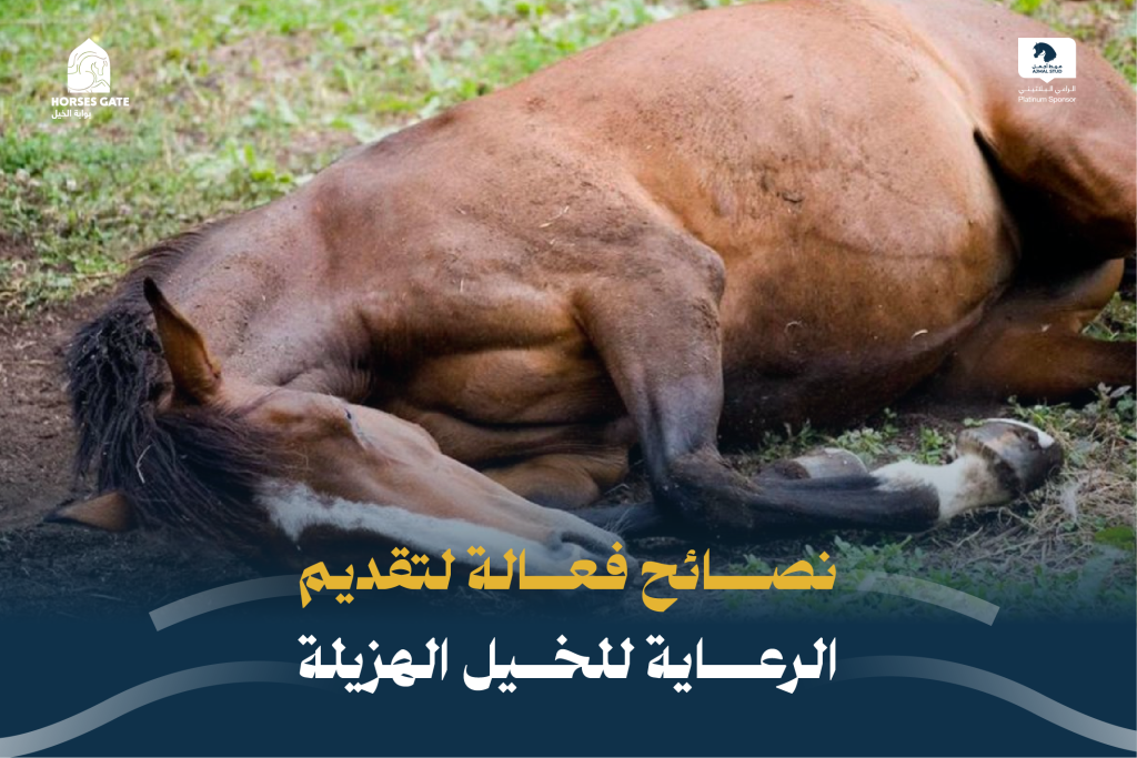 العناية بالخيل الهزيلة تتطلب اهتمامًا خاصًا لضمان استعادتها للصحة والقوة. الخيل الهزيلة قد تواجه صعوبات في العديد من جوانب حياتها، بدءًا من التغذية وحتى الرعاية البيطرية. هنا نقدم لك دليلًا مفصلًا حول كيفية تقديم الرعاية الأمثل لخيلك الهزيل: تتطلب عملية تأهيل الخيل الهزيلة أكثر من مجرد توفير الرعاية الأساسية؛ فهي تشمل أيضًا استعادة صحة الجسم والعقل لهذه الحيوانات التي تعرضت للتخلي. تبدأ العملية بفحص شامل يشمل تقييمًا من أطباء بيطريين، وحدادين، وأطباء أسنان، وأخصائيين في العلاج الطبيعي، لتحديد احتياجات التحسين الضرورية. يُوصى بتوثيق حالة الخيل من خلال التصوير لمتابعة تطور حالته بمرور الوقت. إرشادات عامة لرعاية الخيل الهزيلة العناية اليومية بالخيل تحتاج الخيل إلى رعاية يومية للحفاظ على صحتها وراحتها، بما في ذلك تنظيف الفرو والجلد والعناية بالحوافر. من الضروري تجنب إعادة الخيل إلى الحقل بفرو رطب بعد الاستحمام، حيث يمكن أن يؤدي ذلك إلى تراكم الأوساخ وزيادة خطر الإصابة بالعدوى. التغذية السليمة سوء التغذية يؤثر بشكل كبير على الخيل، حيث يبدأ الجسم في استخدام مخازن الدهون والكربوهيدرات كمصدر للطاقة. عند استنفاد هذه المخازن، يتجه الجسم إلى تكسير البروتينات الخاصة به، مما يؤدي إلى ضعف القلب والعضلات الهيكلية والجهاز الهضمي. وفقًا للمبادئ التوجيهية للتغذية التي وضعها الدكتور ستول من جامعة كاليفورنيا-ديفيس، يجب اتباع خطوات محددة عند التعامل مع حصان ناقص الوزن. أولاً، يجب وضع الحصان في مكان آمن وتوفير الماء الكافي له. من الضروري تجنب إطعام الحبوب، وفحص الحصان لدى طبيب بيطري في أقرب وقت ممكن. يُفضل تقديم تبن عالي الجودة، مثل البرسيم، مع إطعام رطل واحد من قش البرسيم (حوالي 1/6 شريحة) كل أربع ساعات خلال الأيام الثلاثة الأولى. بالنسبة لاختيار الماء، ينبغي اتباع توصيات الطبيب البيطري. بعد اليوم الثالث، يتم زيادة كمية القش تدريجيًا إلى ما يزيد قليلاً عن 4 أرطال كل ثماني ساعات حتى اليوم العاشر. بعد ذلك، يمكن إطعام الحصان كمية التبن التي يفضلها، وتقليل التغذية إلى مرتين يوميًا مع توفير كتلة الملح. تتطلب التغذية السليمة توفير مصادر غذائية متنوعة تلبي احتياجات الخيل من البروتين والألياف والفيتامينات والمعادن. في حالات تضخم البطن بسبب زيادة استهلاك العشب، يُفضل تقليل كمية العشب وزيادة القش كمصدر للألياف لتجنب المشكلات الهضمية. التمارين الرياضية تُعد التمارين الرياضية جزءًا أساسيًا من الرعاية الصحية للخيل، حيث تساهم في بناء العضلات وتعزيز اللياقة البدنية والصحة العامة. من المهم تنويع التمارين بين التمشية والركوب والتدريبات الأخرى بانتظام لضمان صحة وسلامة الخيل. المكملات المعدنية يمكن أن تساعد المكملات المعدنية في تحسين التغذية وتعزيز صحة الخيل. يُوصى باستشارة الطبيب البيطري لتحديد الاحتياجات الخاصة بالخيل وتحديد الجرعات المناسبة وطرق تناول المكملات. توفير الوصول إلى العشب الطازج يعتبر أمرًا حيويًا لصحة الخيل، خاصة خلال مراحل النمو والتطور. ومع ذلك، يجب توخي الحذر من التغيرات المفاجئة في النظام الغذائي، حيث يمكن أن يؤدي زيادة استهلاك العشب الطازج بشكل مفاجئ إلى مشاكل هضمية مثل الكوليك والإسهال. استخدام شبكة التبن يعد طريقة فعالة لتنظيم استهلاك الطعام، مما يساعد في الحفاظ على نظام هضمي صحي ويقلل من خطر الانتفاخ المعوي. يُفضل تقديم كميات صغيرة من الطعام بشكل متكرر للخيول، مع التأكد من تلبية احتياجاتها الغذائية من خلال تغذية متوازنة. التعامل مع الخيل المصابة بالجفاف إذا كانت الخيل تعاني من الجفاف الشديد، وهو ما يتجلى من خلال تمدد الجلد أو بقاء نقطة الكتف مرفوعة لأكثر من 3 ثوانٍ، يجب ترطيبها ببطء. يُفضل تقديم جالون من الماء في كل مرة يتم فيها تقديم التبن، بدلاً من السماح لهم بحرية اختيار الماء على الفور. بعد يوم كامل من هذه الطريقة في الترطيب، يمكن منح الخيل حرية اختيار الماء إذا لم تظهر عليها علامات الجفاف. أما إذا كانت الخيل لا تعاني من الجفاف، فيمكن السماح لها باختيار الماء بحرية منذ البداية. تُفضل استخدام تبن جيد النوعية، مثل خليط البرسيم. يمكن شراء مكعبات البرسيم من متاجر الإمدادات الزراعية، وإذا كانت الخيل تعاني من سوء تغذية حاد، فقد يكون من المفيد نقع المكعبات في الماء لتليينها قبل تقديمها. يجب تأجيل تقديم الملح حتى اليوم العاشر للسماح للحصان بالترطيب بشكل صحيح وبدء تناول العناصر الغذائية من القش. تقديم الملح في وقت مبكر قد يسبب مشاكل في التمثيل الغذائي. التخلص من الديدان ورعاية الخيل: يجب تأجيل معالجة الخيل من الديدان في حالات سوء التغذية الحاد حتى تتحسن حالتها العامة وقوتها. في البداية، ينبغي التركيز على تقديم تغذية جيدة في كميات صغيرة على مدار اليوم. بعد أن يظهر تحسن في وزن الخيل وقوتها، يمكن استخدام منتج خفيف للتخلص من الديدان يُفضل متابعة العلاج بعد أسبوعين باستخدام منتج يحتوي على الإيفرمكتين. فيما يتعلق بالرعاية البيطرية، يجب أن يتم تقييم الخيل من قبل طبيب بيطري متخصص بعد فترة قصيرة من تحسين حالتها. يجب على الطبيب البيطري إجراء فحص بدني شامل يتضمن تقييم حالة أسنان الحصان. يُنصح باتباع توصيات الطبيب البيطري المعالج، حيث قد تكون أكثر تحديدًا وملاءمة من المبادئ التوجيهية العامة المذكورة في هذه الوثيقة. باتباع هذه النصائح، يمكنك أن تساهم بشكل كبير في تحسين صحة وقوة خيلك الهزيل، مما سيساعده على العودة إلى حالته المثلى بشكل تدريجي وآمن.
