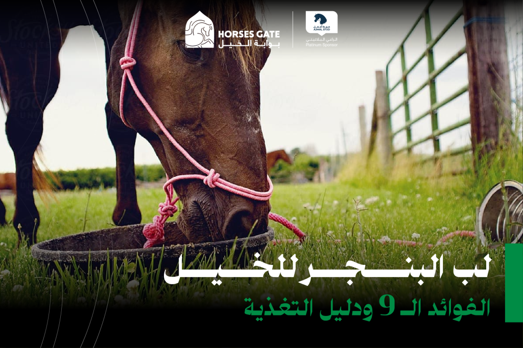 لب البنجر للخيل: الفوائد ال9 ودليل التغذية