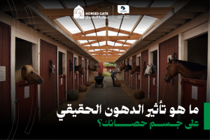 ما هو تأثير الدهون الحقيقي على جسم حصانك؟ 7 نصائح للوقاية