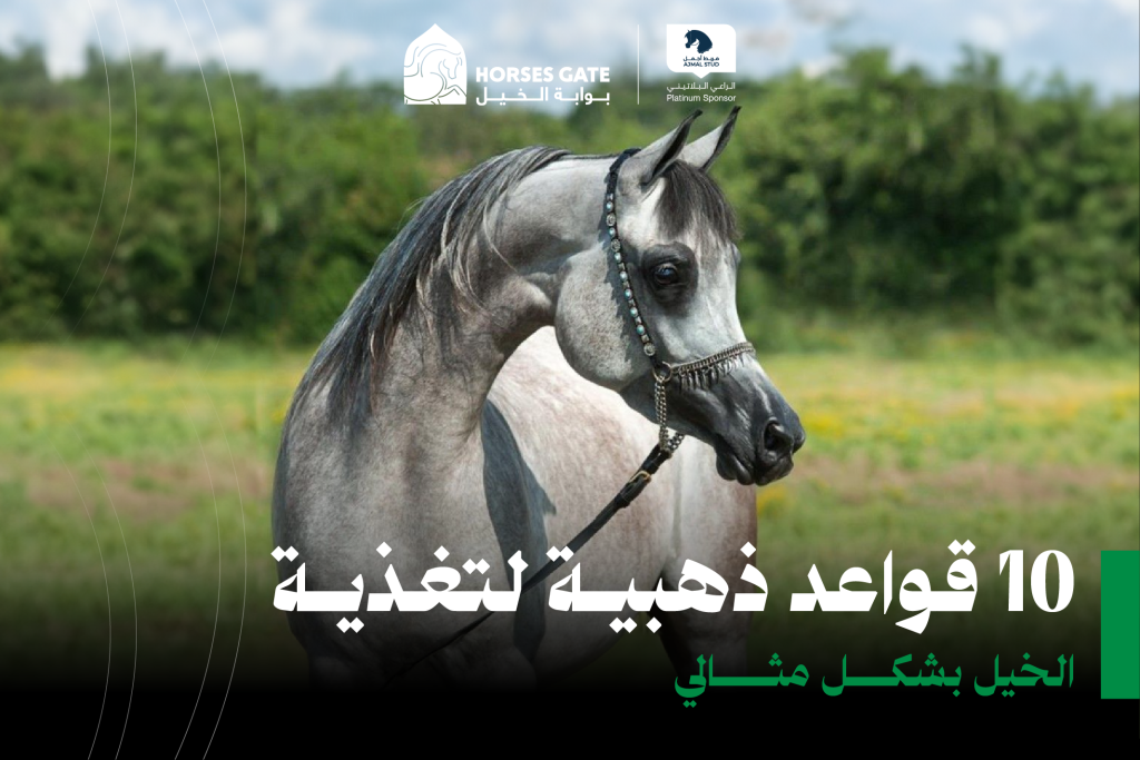 10 قواعد ذهبية لتغذية الخيل بشكل مثالي