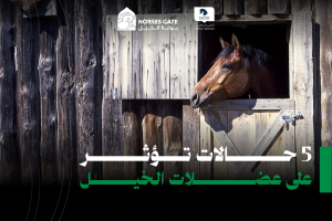5 حالات تؤثر على عضلات الخيل