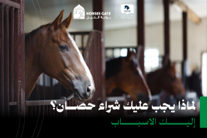 لماذا يجب عليك شراء الحصان؟ إليك 8 أسباب لذلك