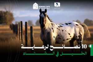 10 نصائح لرعاية الخيل في الشتاء