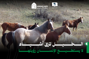 الخيل ترى أشياء لا يستطيع الإنسان رؤيتها