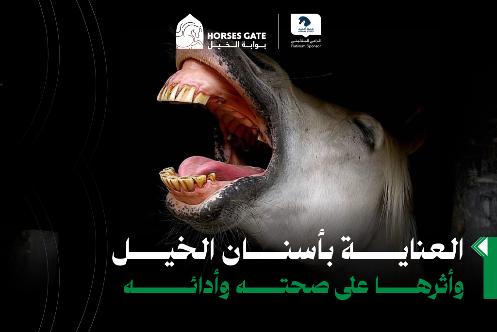 العناية بأسنان الخيل وأثرها على صحته وأدائه
