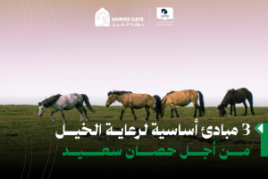 3 مبادئ أساسية لرعاية الخيل: من أجل حصان سعيد
