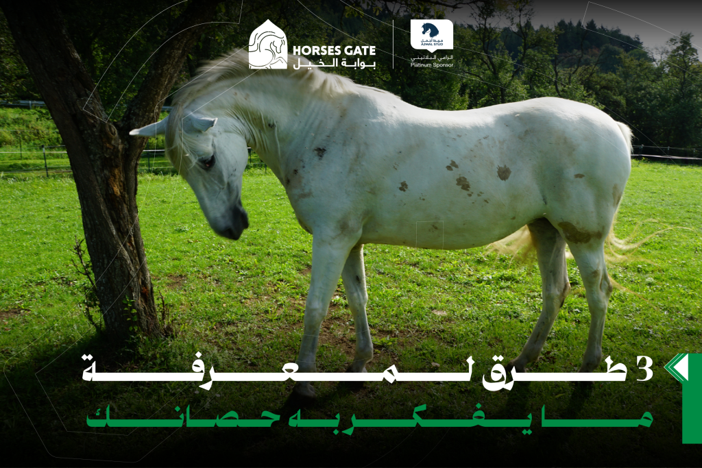 3 طرق لمعرفة ما يفكر به حصانك ؟