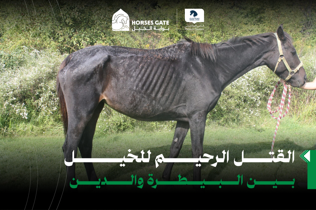 القتل الرحيم للخيل: بين البيطرة والدين