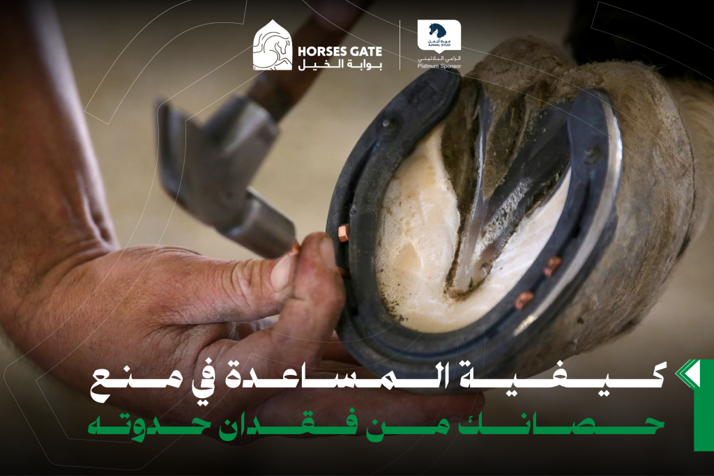 كيفية المساعدة في منع حصانك من فقدان حدوته 4 أفكار