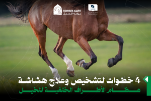 يتناول المقال بالتفصيل أربع خطوات أساسية لتشخيص وعلاج هشاشة عظام الأطراف الخلفية للخيل، بدءًا من الملاحظة السريرية، وصولًا إلى تقنيات التشخيص المتقدمة، وضع الخطط العلاجية، والإجراءات الوقائية لضمان صحة الخيل وأدائه.