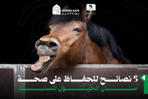 يتناول المقال خمس نصائح أساسية للحفاظ على صحة أسنان الخيول المسنةوضمان الراحة أثناء الفحوصات، مع التركيز على الوقاية واكتشاف المشاكل مبكرًا لتحسين جودة حياة الخيول.