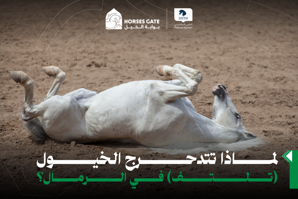 لماذا تتدحرج الخيول (تلتف) في الرمال؟ هل تعتبر معدية ؟ متى يشير المتداول إلى مشكلة "ناتج عن ألم" ؟