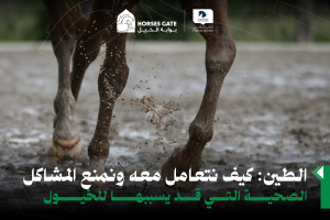 الطين: كيف نتعامل معه ونمنع المشاكل الصحية التي قد يسببها للخيول