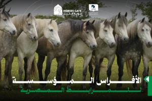 الأفراس المؤسسة للمرابط المصرية