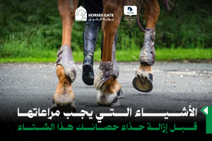 الأشياء التي يجب مراعاتها قبل إزالة حذاء حصانك هذا الشتاء هل من الصحيح إزالة حوافر الخيل المشدودة خلال أشهر الشتاء أثناء فترة الراحة؟