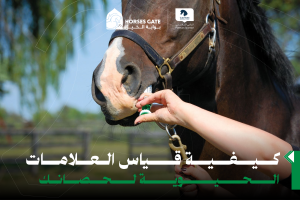 كيفية قياس العلامات الحيوية لحصانك