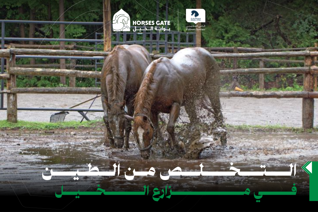 كيفية التخلص من الطين في مزارع الخيل من خلال إنشاء حظائر مقاومة لجميع الأحوال الجوية، مع تقديم حلول فعالة للحفاظ على بيئة نظيفة، وتقليل المخاطر الصحية، وتحسين جودة التربة والتصريف، مما يضمن راحة الخيل وسلامتها طوال العام.