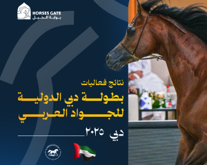 نتائج فعاليات بطولة دبي الدولية للجواد العربي 2025