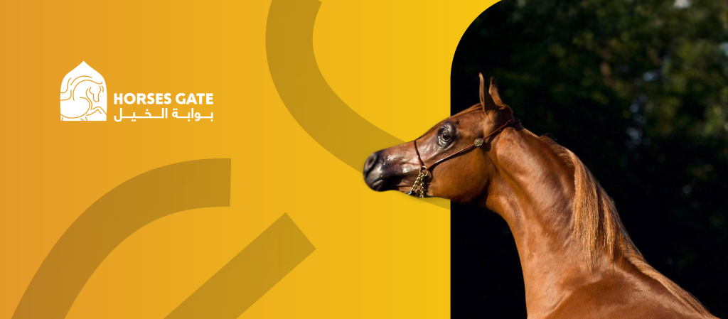  نتائج نهائيات بطولة دبي الدولية للجواد العربي 2025