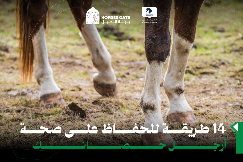 14 طريقة للحفاظ على صحة أرجل حصانك