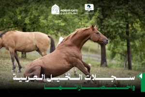 سجلات الخيل العربية واختصاراتها