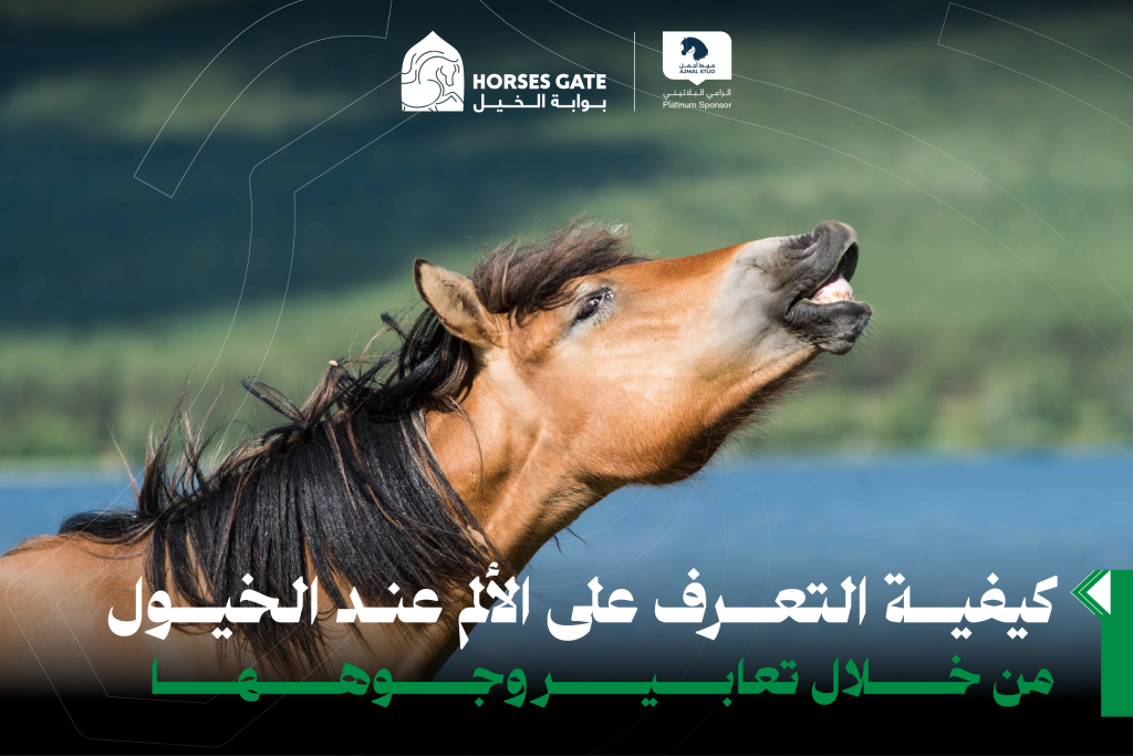كيفية التعرف على الألم عند الخيول من خلال تعابير وجوهها