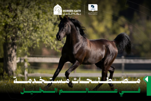 مصطلحات مستخدمة في عالم الخيل