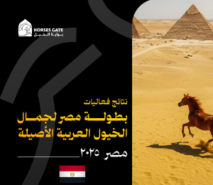 نتائج بطولة مصر لجمال الخيول العربية الأصيلة اليوم الأول 2025