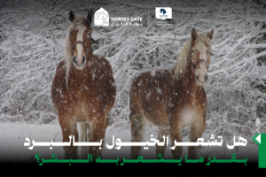 هل تشعر الخيول بالبرد بقدر ما يشعر به البشر؟