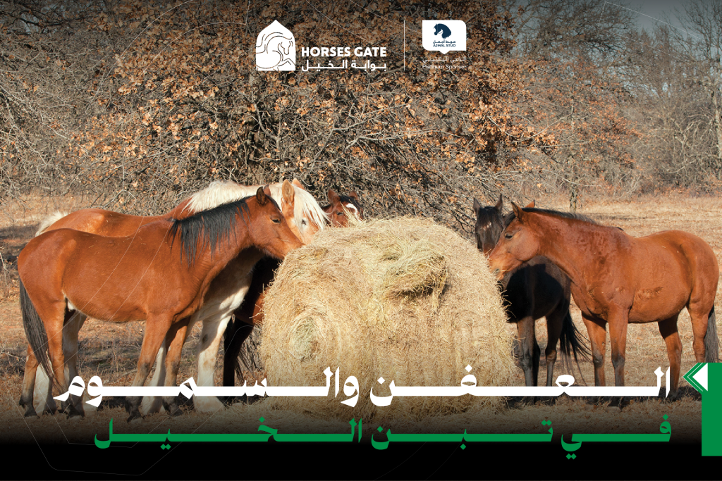 العفن والسموم في تبن الخيل 8 طرق للوقاية
