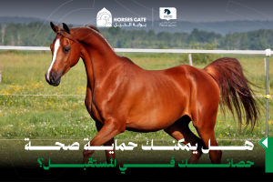 هل يمكنك حماية صحة حصانك في المستقبل؟ 10 نصائح هامة