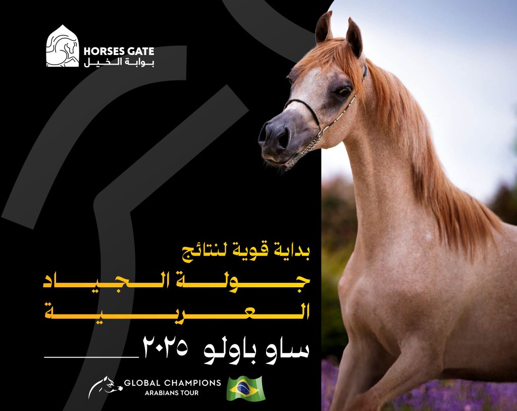 بداية قوية لنتائج جولة الجياد العربية ساو باولو البرازيل 2025