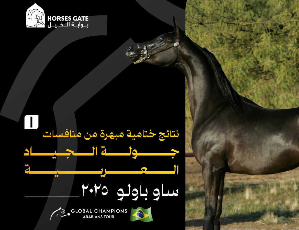 نتائج ختامية مبهرة من منافسات جولة الجياد العربية ساو باولو 2025